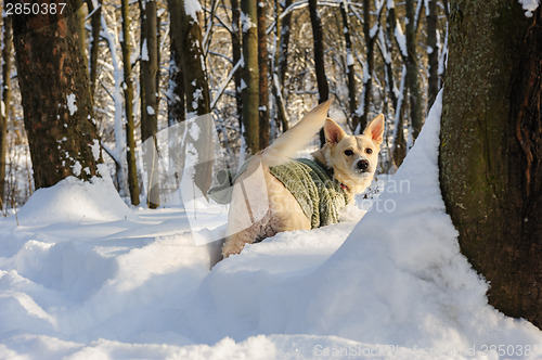 Image of Snow in the forest