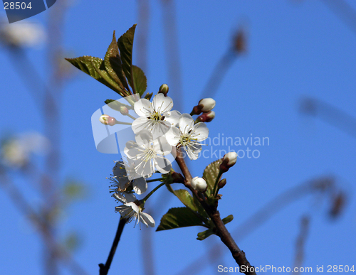 Image of cherry-tree blossom