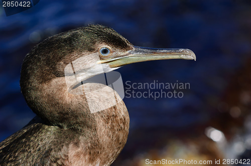 Image of Black sea cormorant