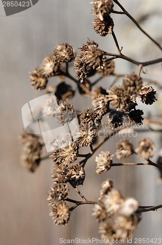 Image of dried plant