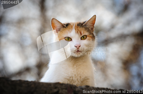 Image of stray cat