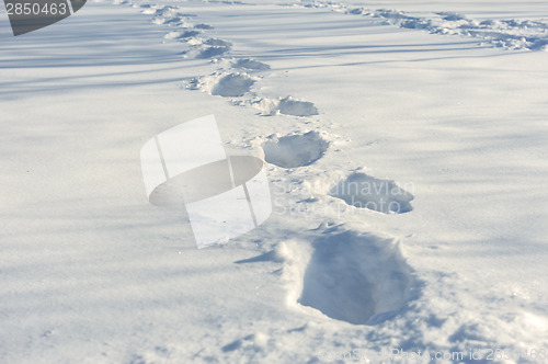 Image of tracks on the snow