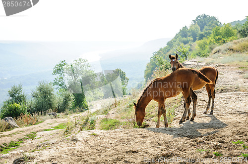 Image of Two foals early morning at rural landscape