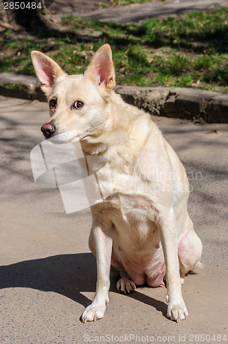 Image of White stray dog