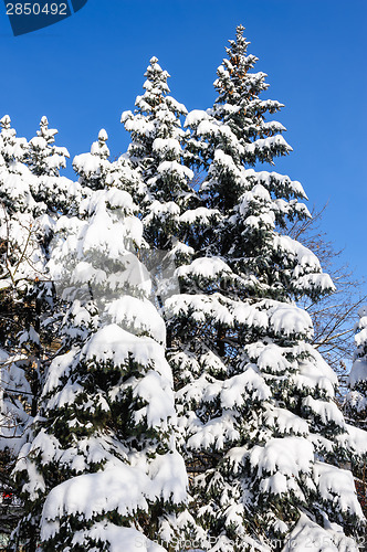 Image of fir trees covered with snow