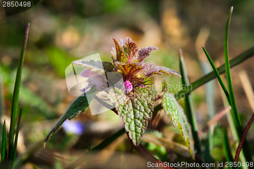 Image of macro small nettle sprout with flowers