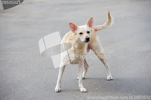 Image of White stray dog