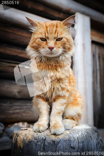 Image of Red serious cat