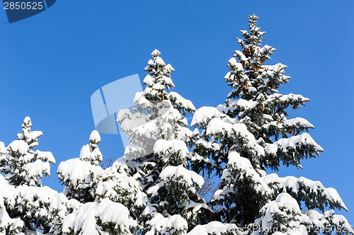 Image of fir trees covered with snow