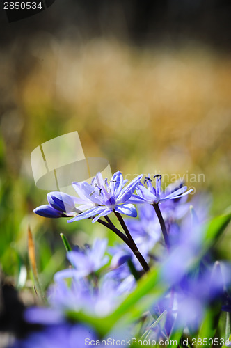 Image of spring flower squill or scilla