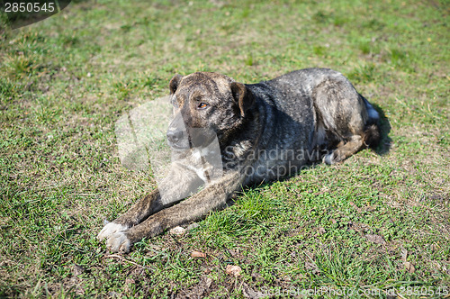 Image of stray homeless dog