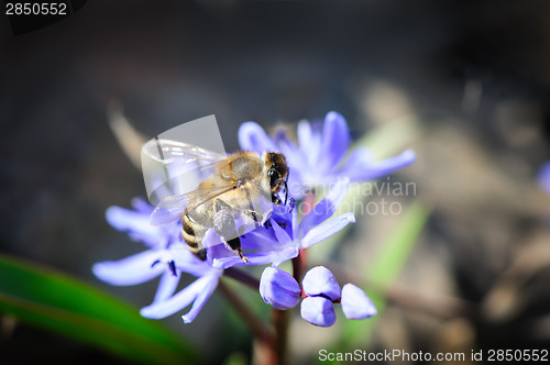 Image of quill or scilla with bee