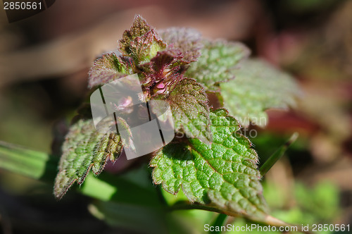 Image of macro small nettle sprout with flowers