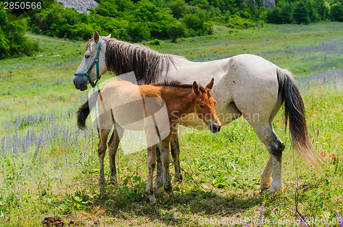 Image of Foal and his mother Horse, breastfeeding