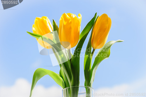Image of yellow tulips in vase on window sill