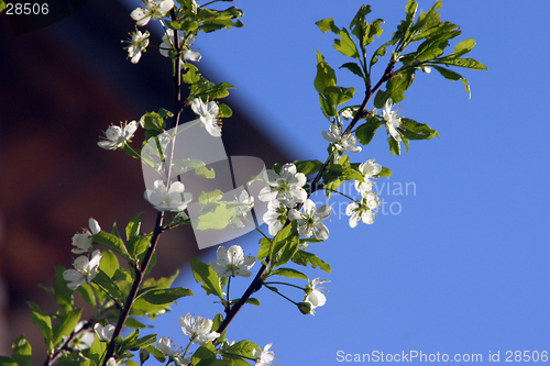 Image of plum-tree blossom