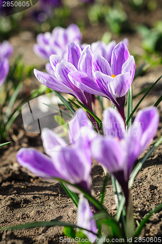 Image of violet ground crocuses