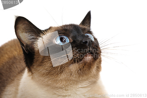 Image of siamese cat closeup