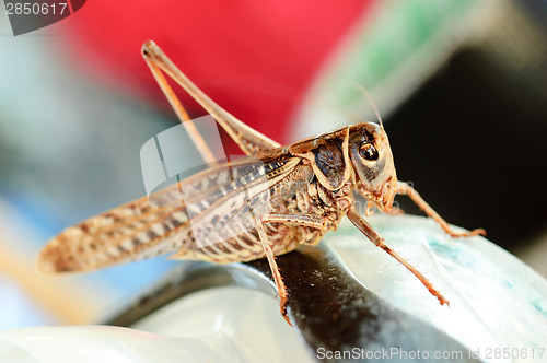 Image of Grasshopper insect macro