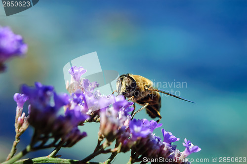 Image of bee at flowers