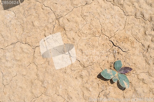 Image of Dry soil and sand closeup texture