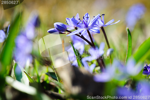 Image of spring flower squill or scilla