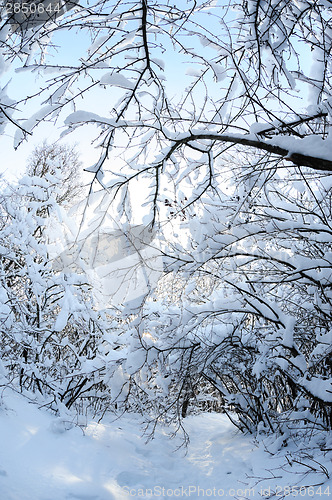 Image of Snow in the forest