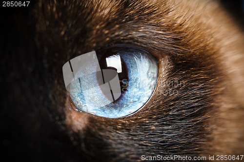 Image of one siamese cat eye macro closeup