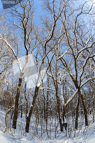 Image of Snow in the forest