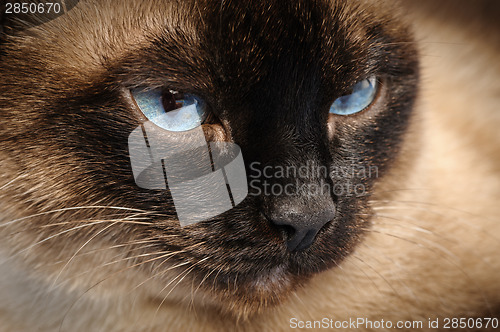 Image of siamese cat face macro closeup