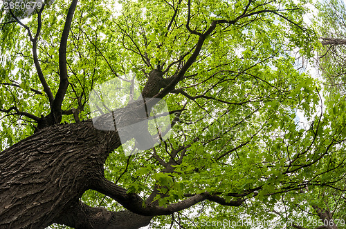 Image of big old maple tree