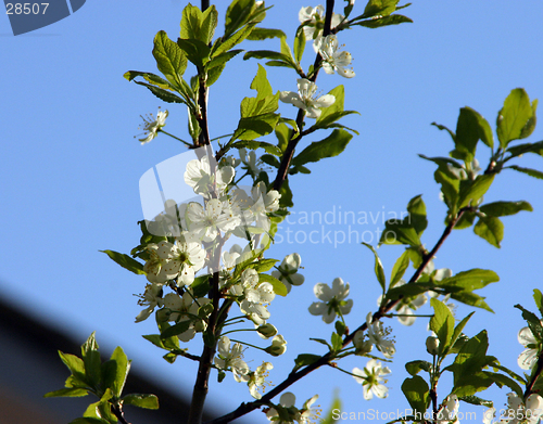 Image of plum-tree blossom