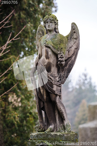 Image of Sad angel on the grave