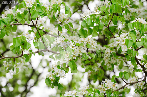 Image of Apple tree branch with blosoms