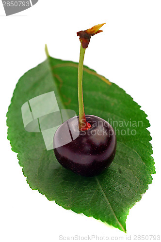 Image of One cherry on a leaf isolated