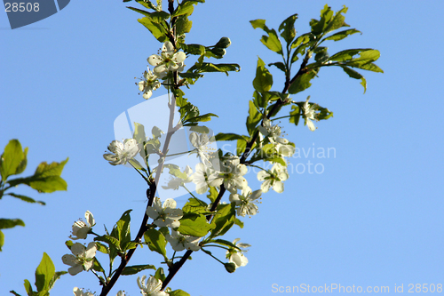 Image of plum-tree blossom