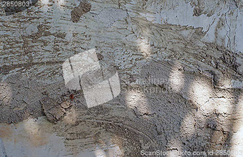 Image of Grey cement old wall with the spider as the background