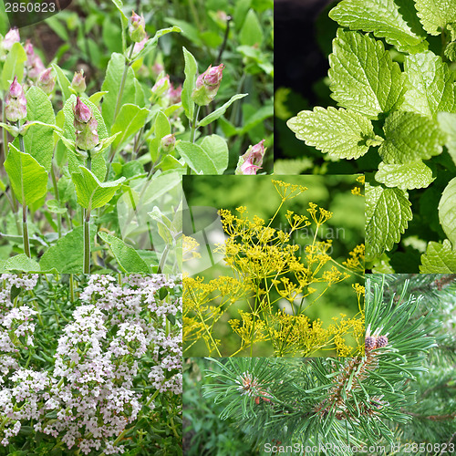 Image of Remedial herbs