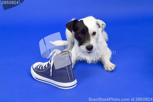 Image of Terrier with shoe