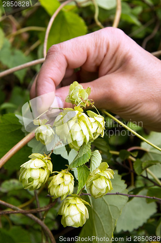 Image of Hop fruits