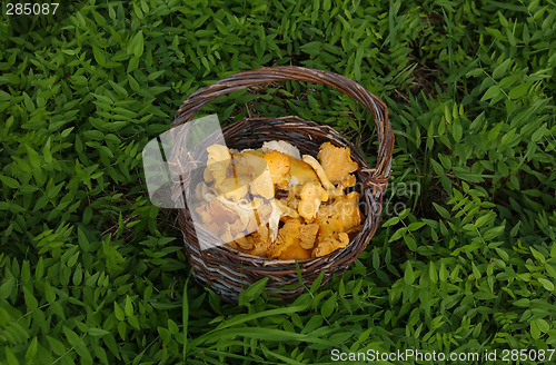 Image of Wild mushrooms