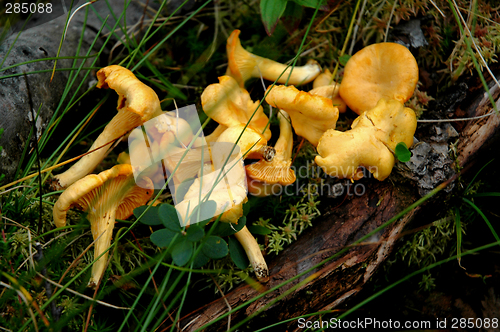 Image of Wild mushrooms