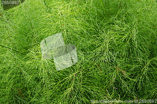 Image of Background of fresh green plants