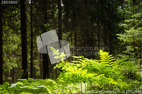 Image of Shiny bracken in a dark green forest