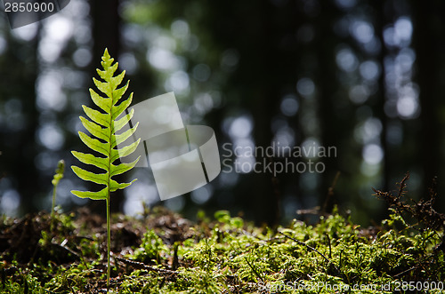 Image of Single backlit bracken plant