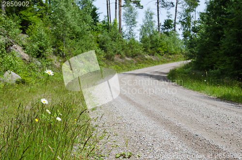 Image of Daisies along gravel road side