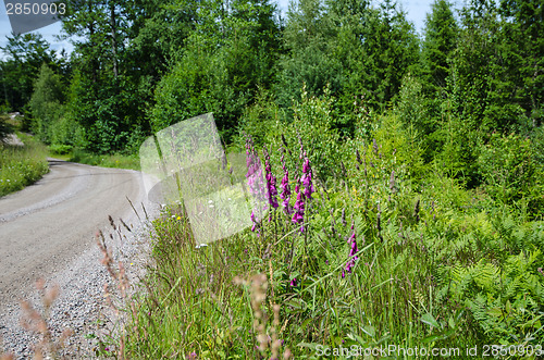 Image of Purple flowers along a gravel road side