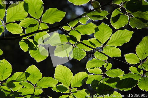 Image of Backlit beech leves in forest