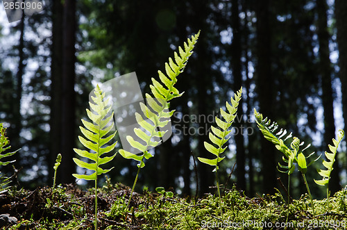 Image of Small backlit bracken plants