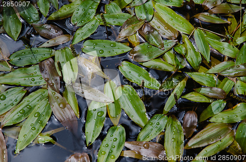 Image of Background of fresh and shiny bog pondweed